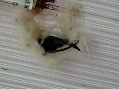 Panyptila cayennensis