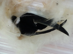 Panyptila cayennensis