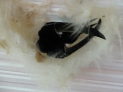 Panyptila cayennensis