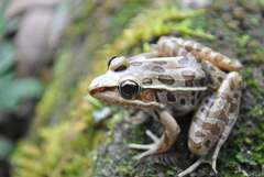 Lithobates forreri