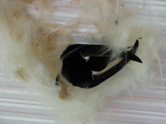 Panyptila cayennensis