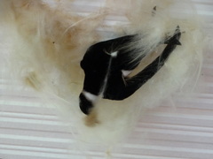 Panyptila cayennensis