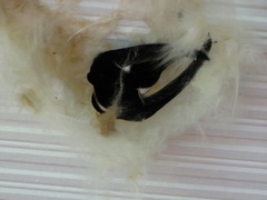 Panyptila cayennensis