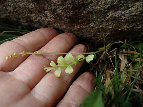 Image of Botrychium ascendens by (c) Martin Purdy, some rights reserved (CC BY)