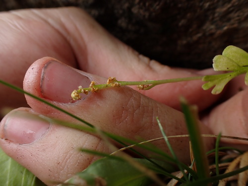 Image of Botrychium ascendens by (c) Martin Purdy, some rights reserved (CC BY)