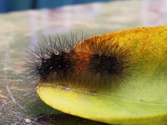Lepidoptera