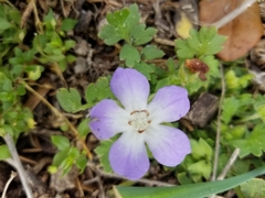 Nemophila phacelioides