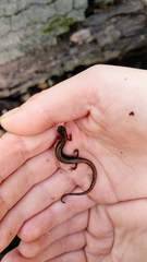 Eurycea quadridigitata