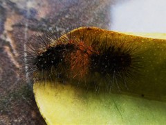 Lepidoptera
