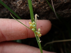 Carex aurea