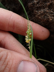 Carex aurea