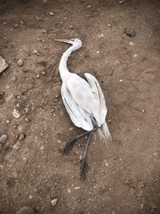 Ardea alba
