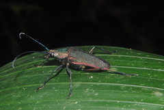 Scatopyrodes