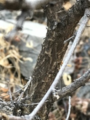 Eysenhardtia orthocarpa