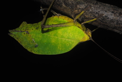 Anommatoptera