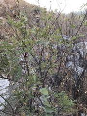 Eysenhardtia orthocarpa