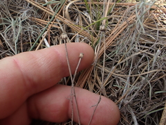 Erigeron linearis