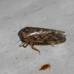 Xestocephalus