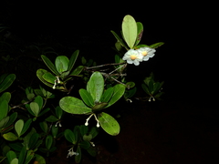 Clusia cuneata