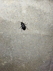 Licinus