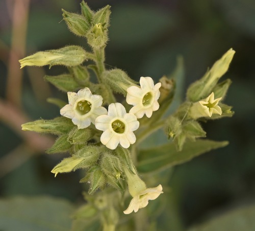 desert tobacco