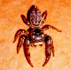 Dendryphantina