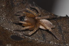 Clubiona terrestris
