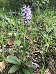 Neotinea conica