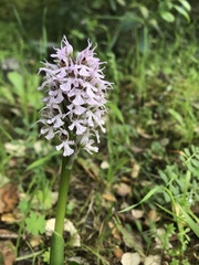 Neotinea conica