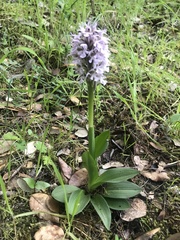Neotinea conica