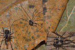 Mitostoma chrysomelas