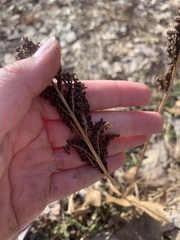 Onocleaceae