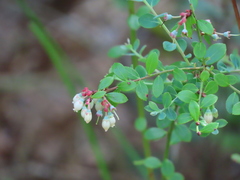 Vaccinium darrowii image