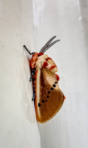 Trosia fumosa Hopp, 1934