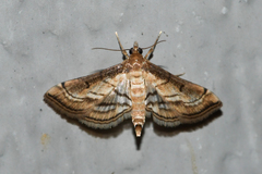 Marasmia