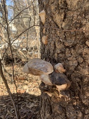 Fomes fomentarius