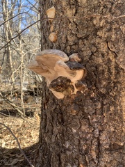 Fomes fomentarius