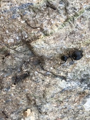 Pheidole rhea