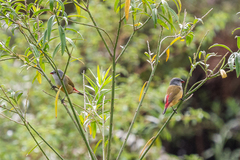 Coccopygia quartinia