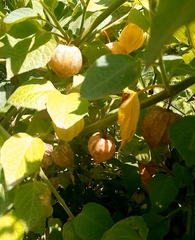 Physalis peruviana