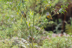 Coccopygia quartinia