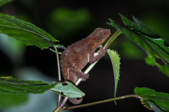 Rhampholeon platyceps