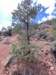 Pinus monophylla