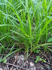 Cyperus
