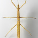 Ridgebacked Stick Insect - Photo (c) Museum of New Zealand Te Papa Tongarewa
, some rights reserved (CC BY)