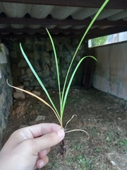 Cyperus