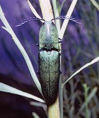Chalcolepidius smaragdinus