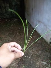 Cyperus