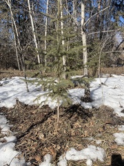 Picea glauca