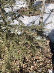 Picea glauca
